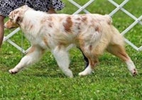 a woman is walking a dog in the grass
