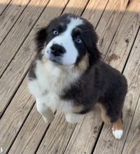 a small dog standing on a wooden deck