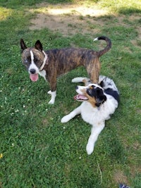 two dogs laying on the grass with their tongues out