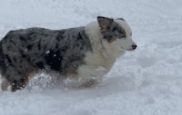 a black and white dog running through the snow