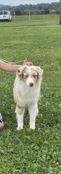 a boy is petting a dog in the grass