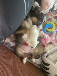 a puppy laying on a person's lap with toys