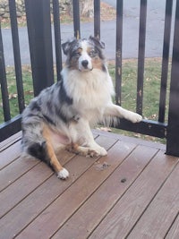 a dog is sitting on a wooden deck