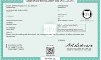 a certificate issued by the orthopaedic foundation for animals, inc