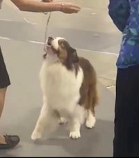 a woman is holding a dog's leash at a dog show