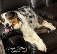a black and white dog laying on a leather couch