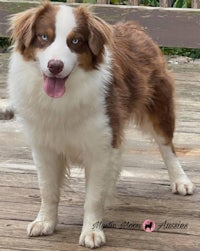 a brown and white dog standing on a wooden deck