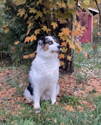 a black and white dog sitting in front of a red barn