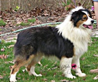 a woman is standing next to a dog in the grass