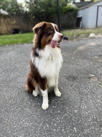 a brown and white dog sitting in a parking lot