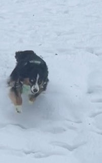 a dog running through the snow with a frisbee