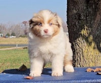a small brown and white puppy standing on a blue blanket